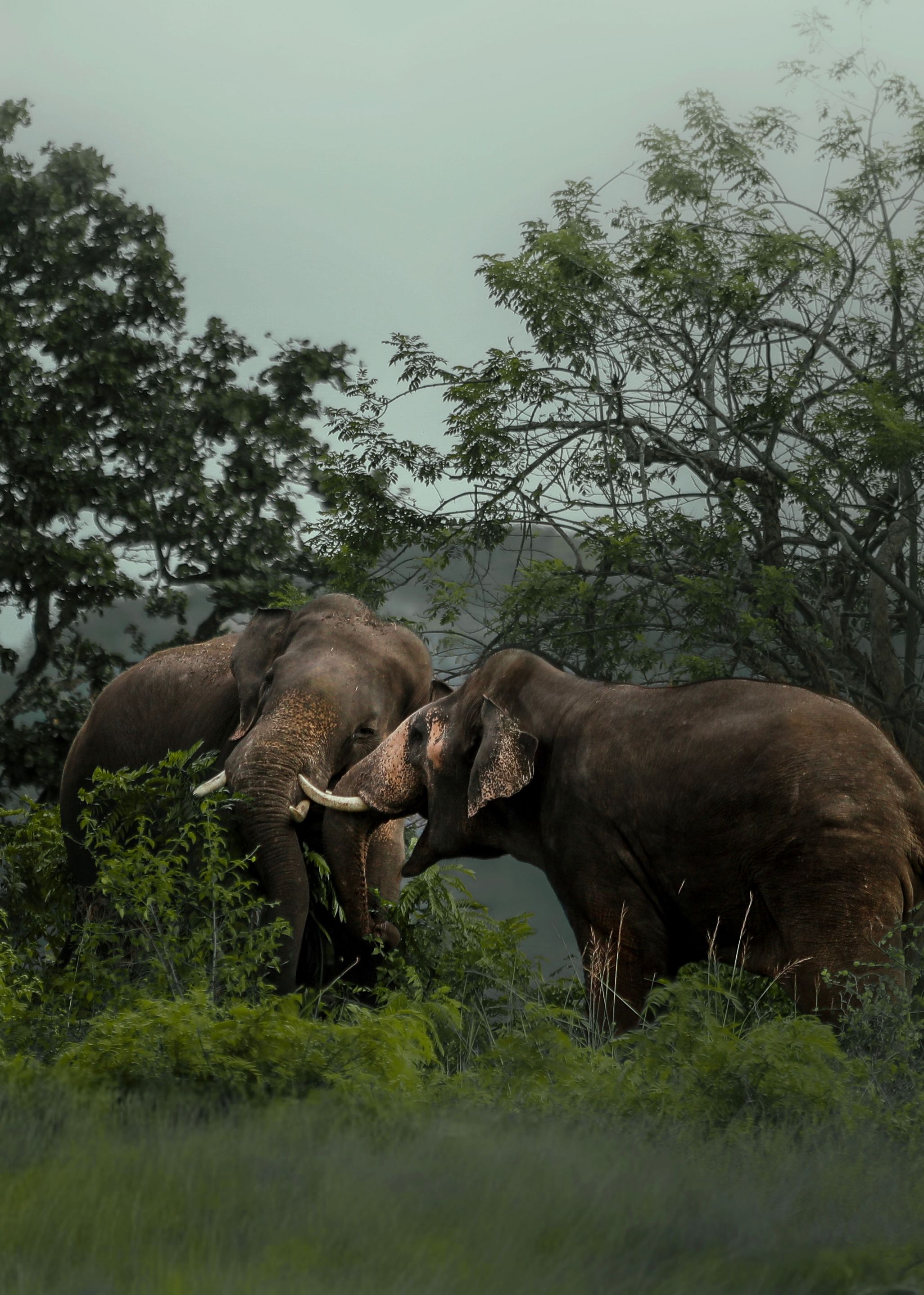 Wildlife