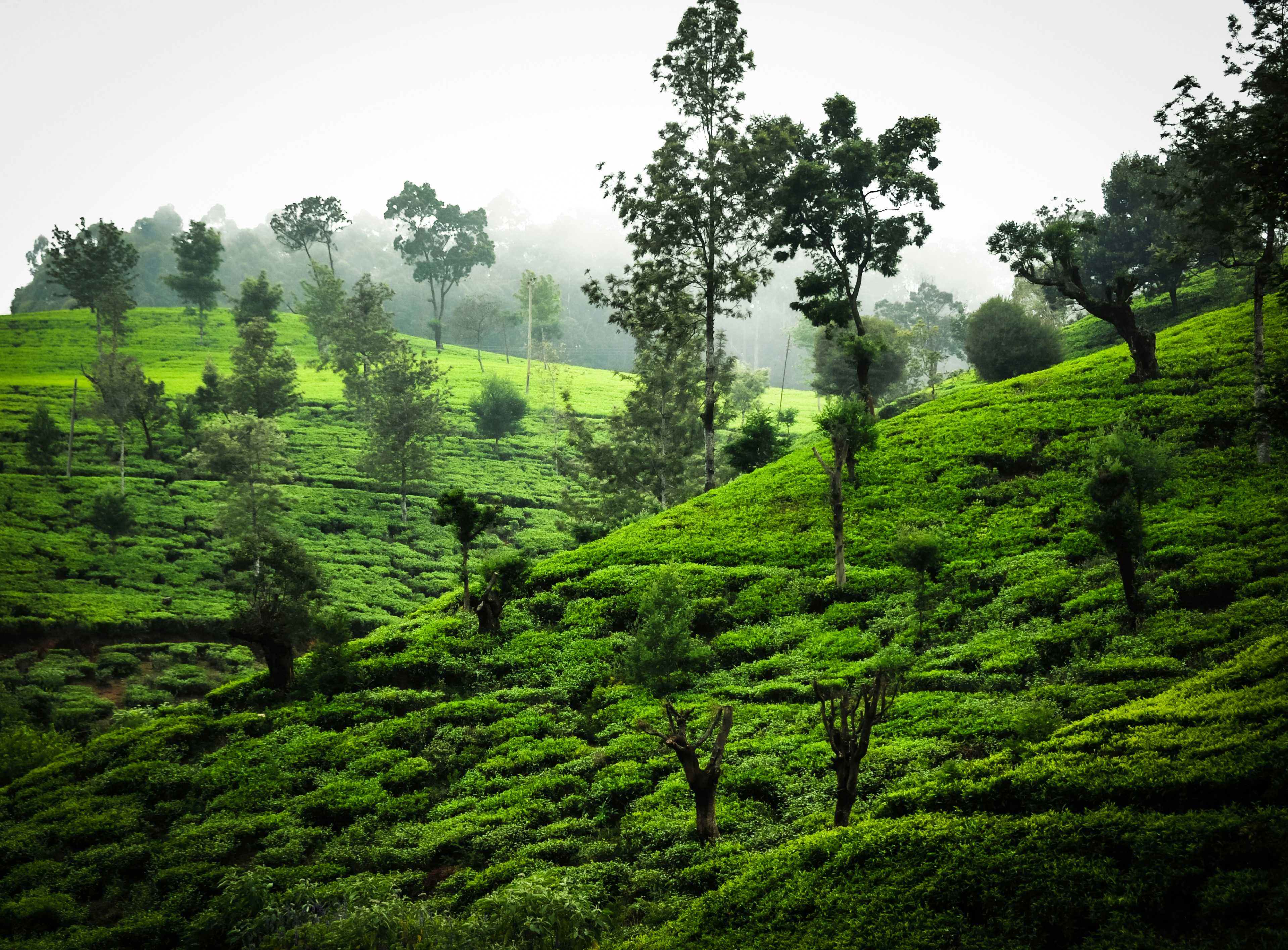 Tea hills
